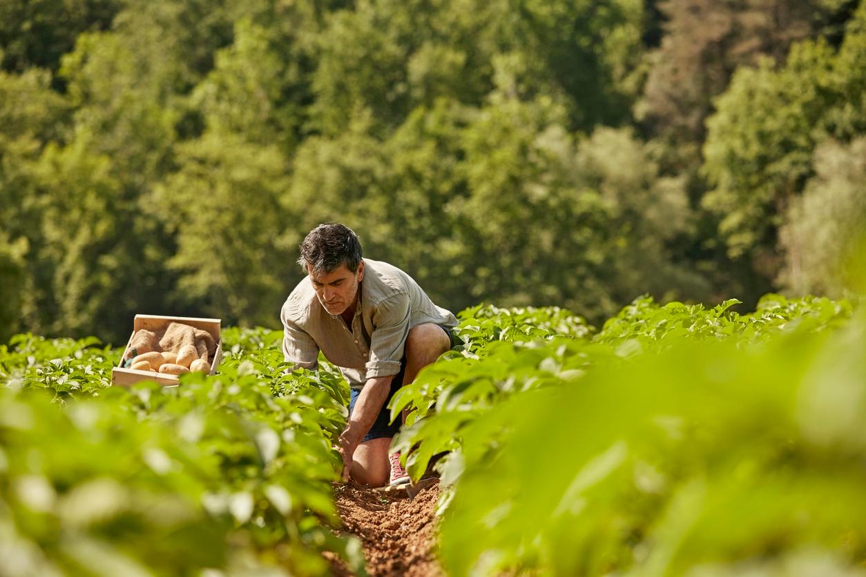 Organically Grown Food