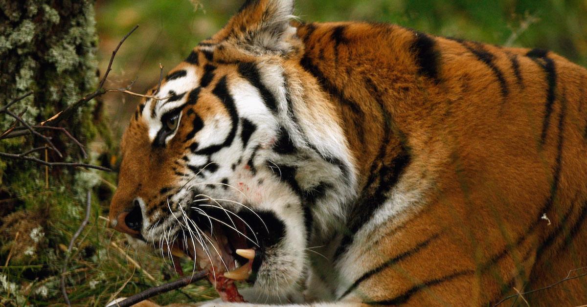 Endangered tiger population in ground-breaking population modelling study