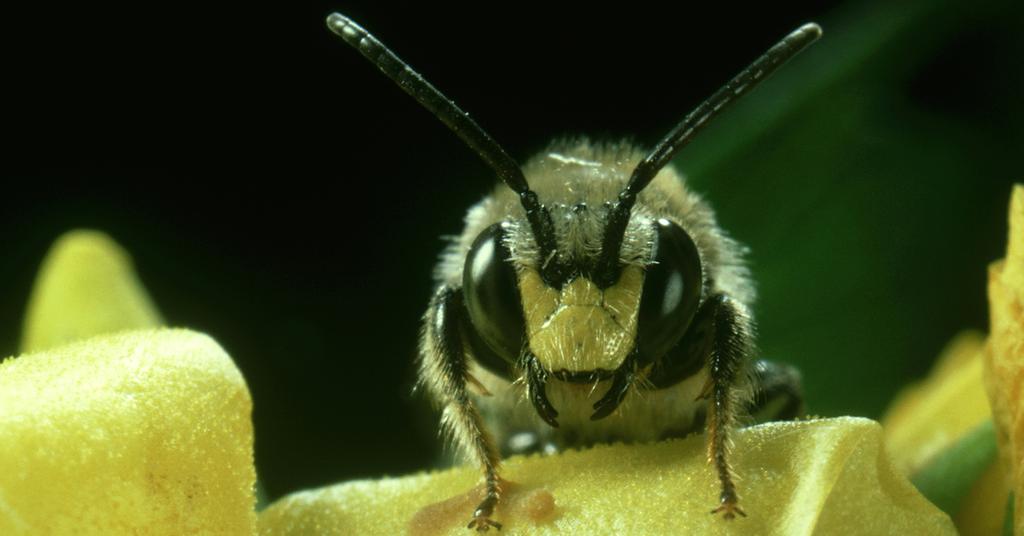Bees Are Classified as Fish, According to the State of California