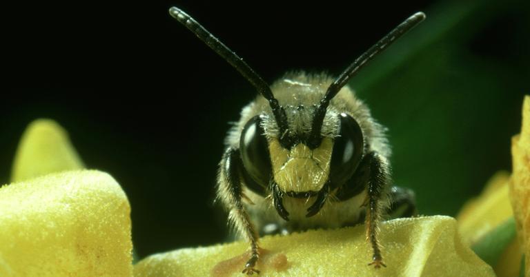 Bees Are Classified As Fish, According To The State Of California