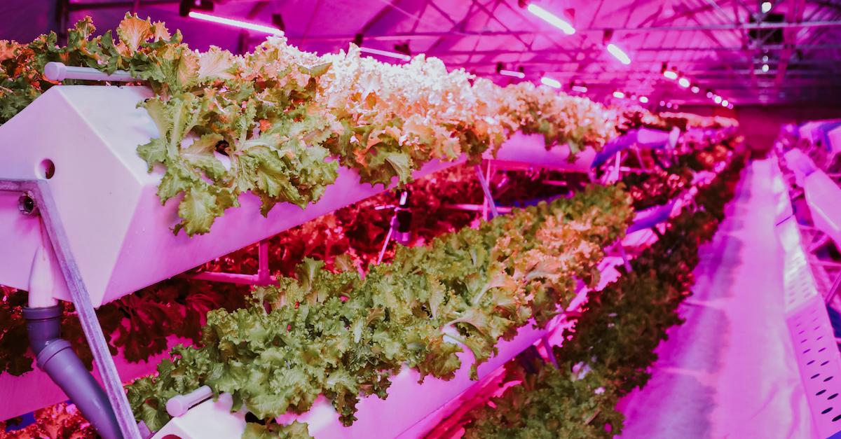 Aeroponic Farming