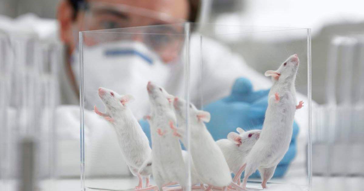 A scientist observing the behaviour of mice in a lab. (Representative Cover Image Source: Getty Images | Adam Gault)