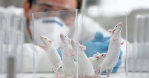 A scientist observing the behaviour of mice in a lab. (Representative Cover Image Source: Getty Images | Adam Gault)