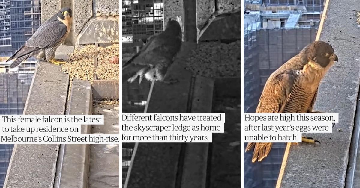 Peregrine Falcons love to next on the ledge of a building in Melbourne, Australia