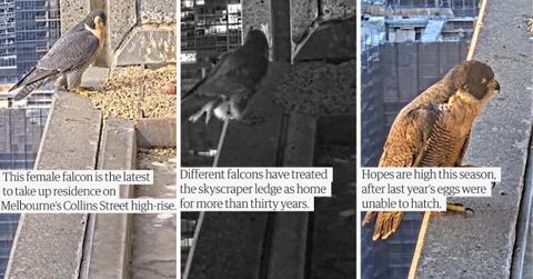 Peregrine Falcons love to next on the ledge of a building in Melbourne, Australia
