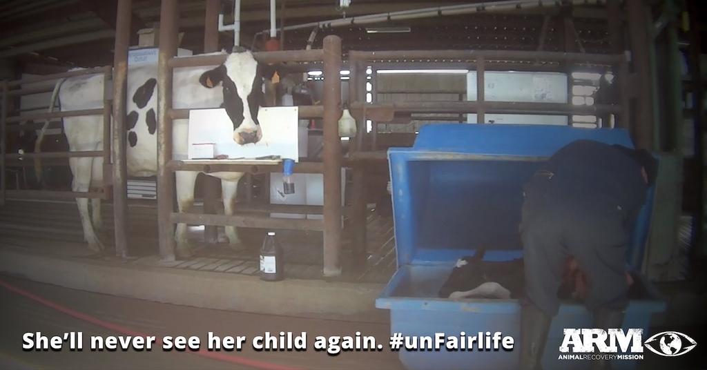 Does Fairlife Still Abuse Cows? Cruel Treatment Is Unavoidable in Dairy