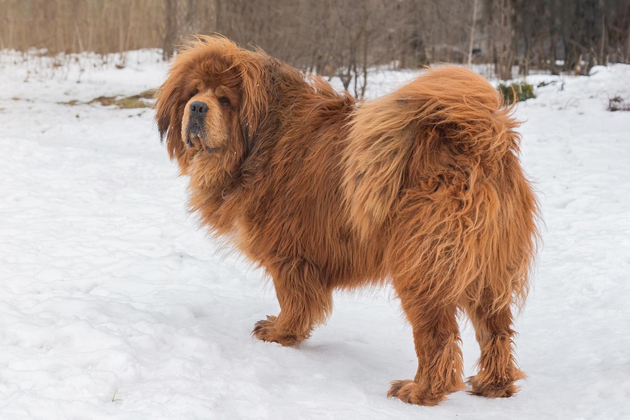 A Tibetan Mastiff standing in the snow looking back at the camera. 