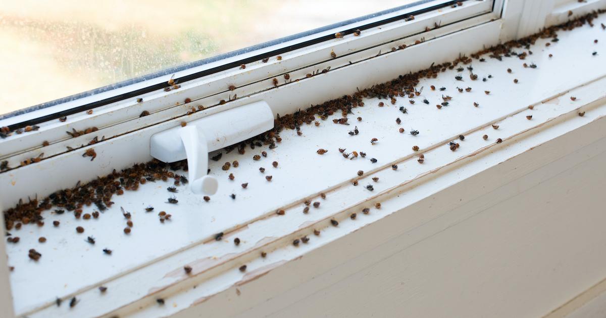 What Happens To Ladybugs In The Winter Here s Why They re In Your House