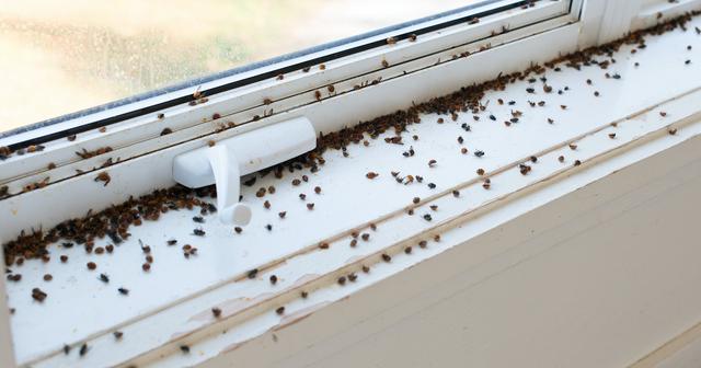 What Happens to Ladybugs in the Winter? Here's Why They're in Your House