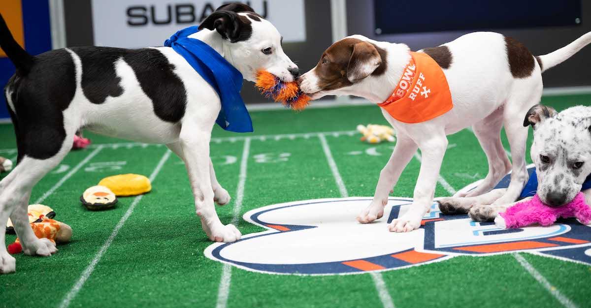 Sweet Pea Puppy Bowl 2025 Died - Jim L. Gallagher