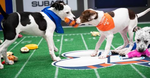 Puppy Bowl 2022