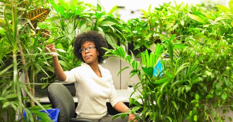 Indoor plants that clean the air