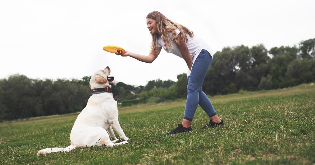 A woman playing frisbee with a labrador. 