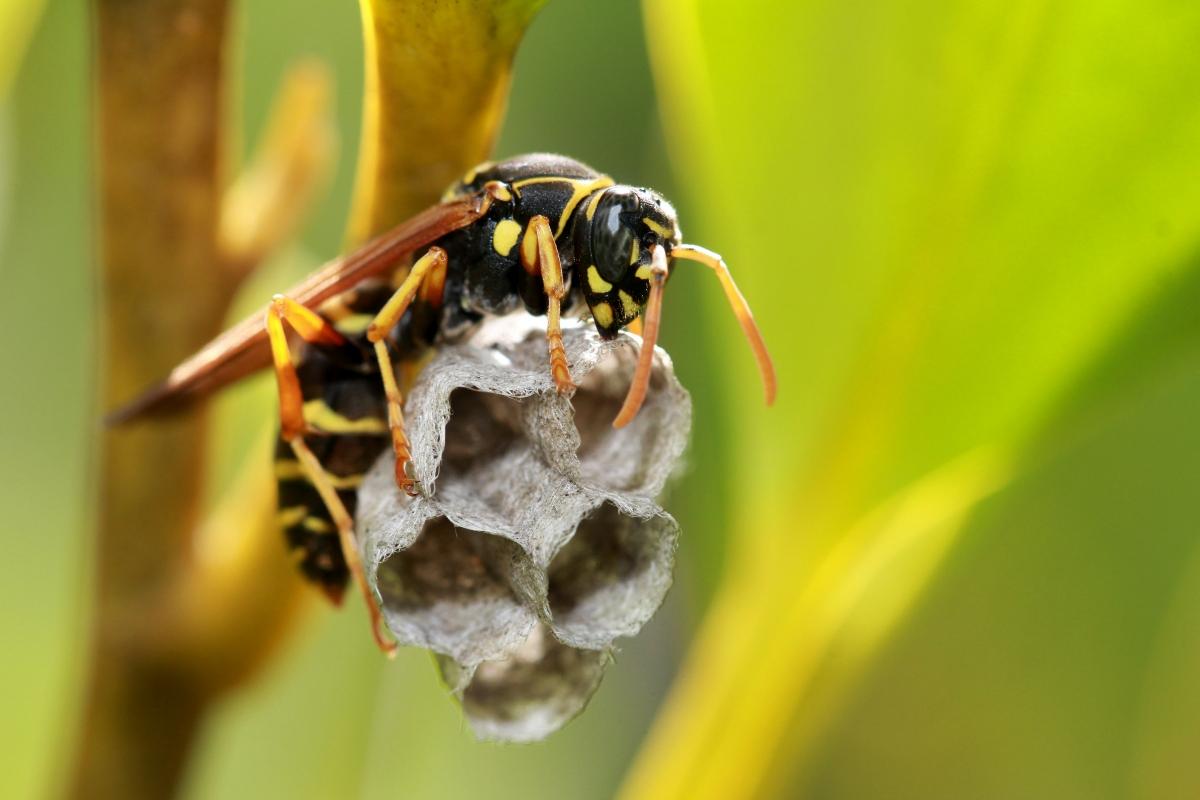 potter wasp nest