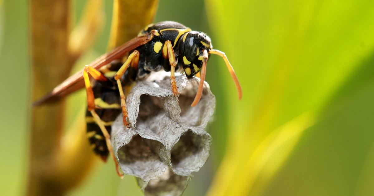 What Does A Wasp Nest Look Like Know How To Identify One