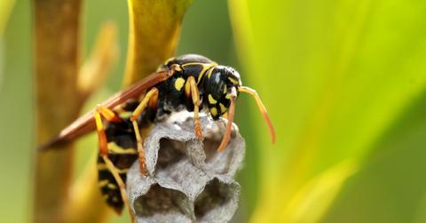 Paper wasp builds a nest