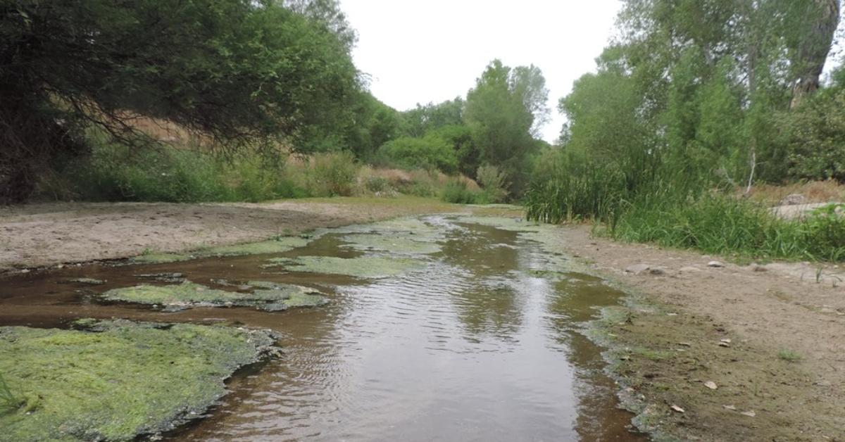 Hassayampa River Preserve