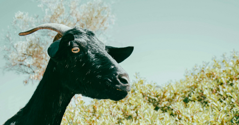 A black and white goat looks at the distance while standing outside