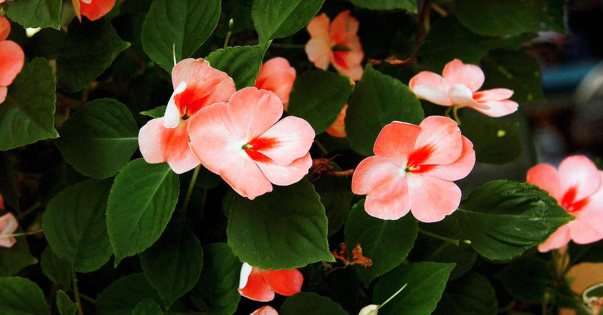 Impatiens in a dimly lit garden. 