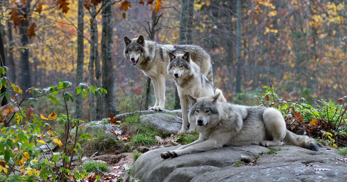 gray wolves