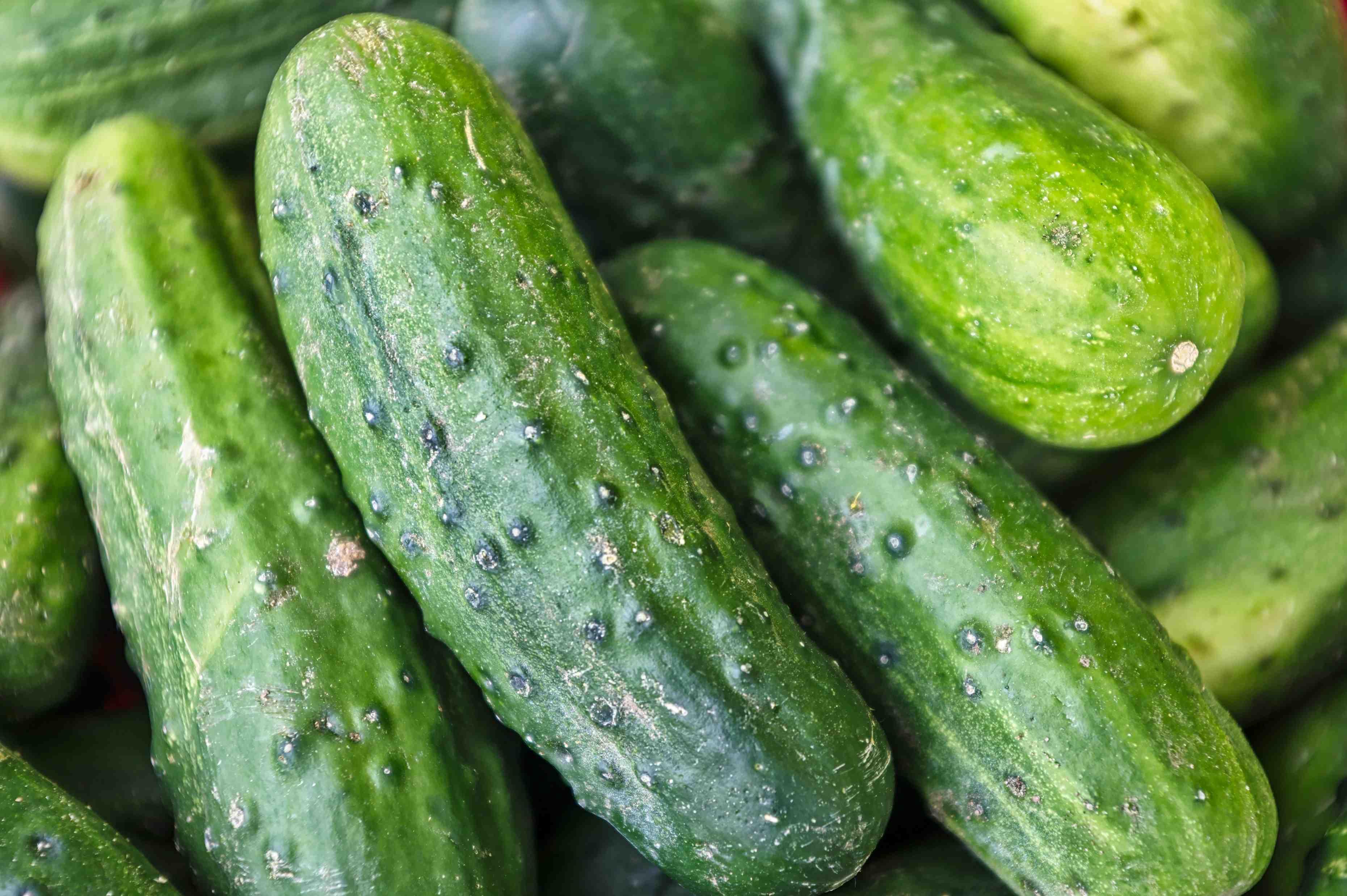 A group of cucumbers are pictured piled atop one another.