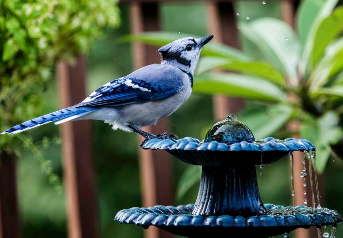 pn/ffcce  ac c bcece