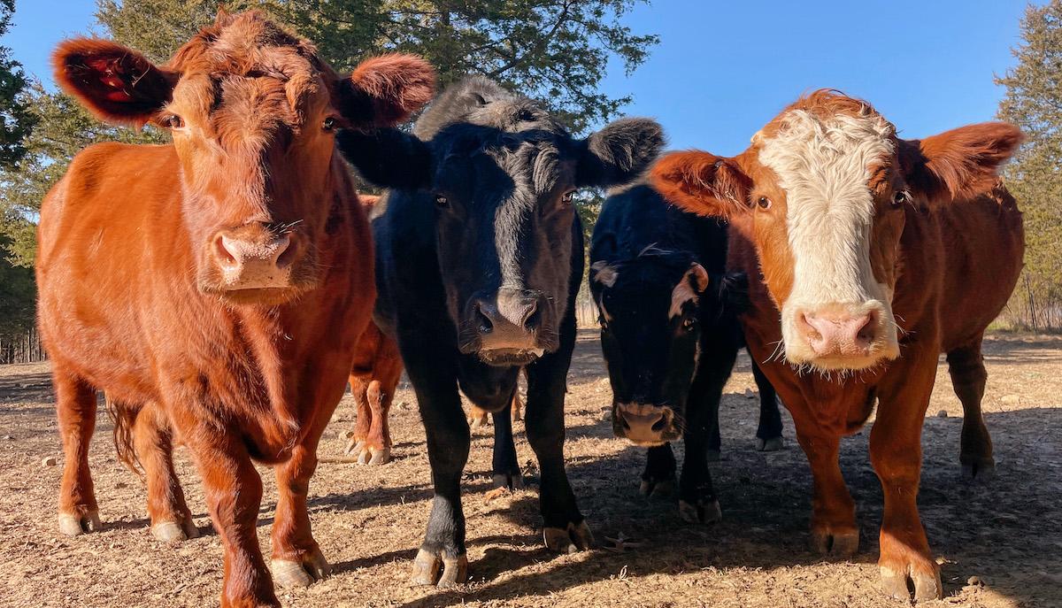 Cows at The Gentle Barn