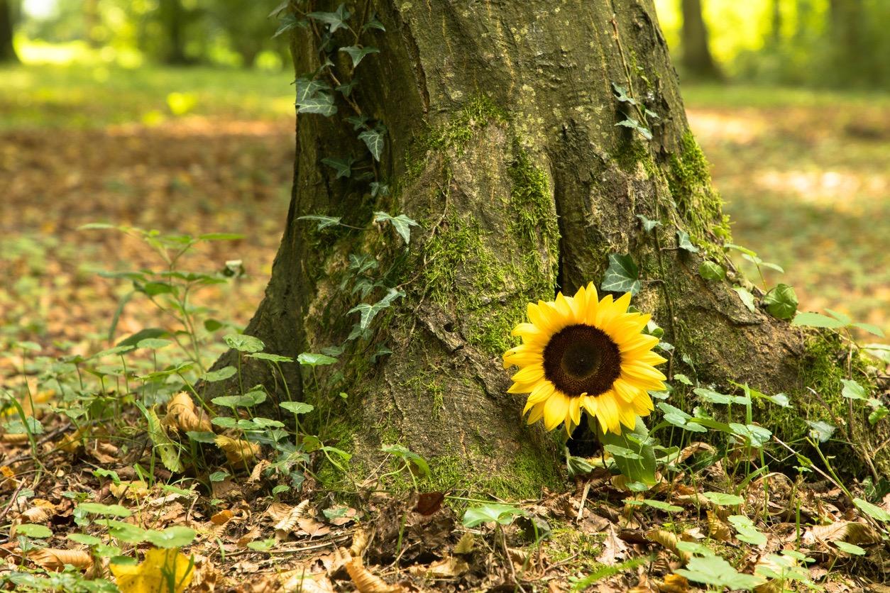 A sunflower growing at the base of a mossy tree.