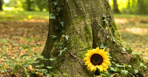 A sunflower growing at the base of a mossy tree.