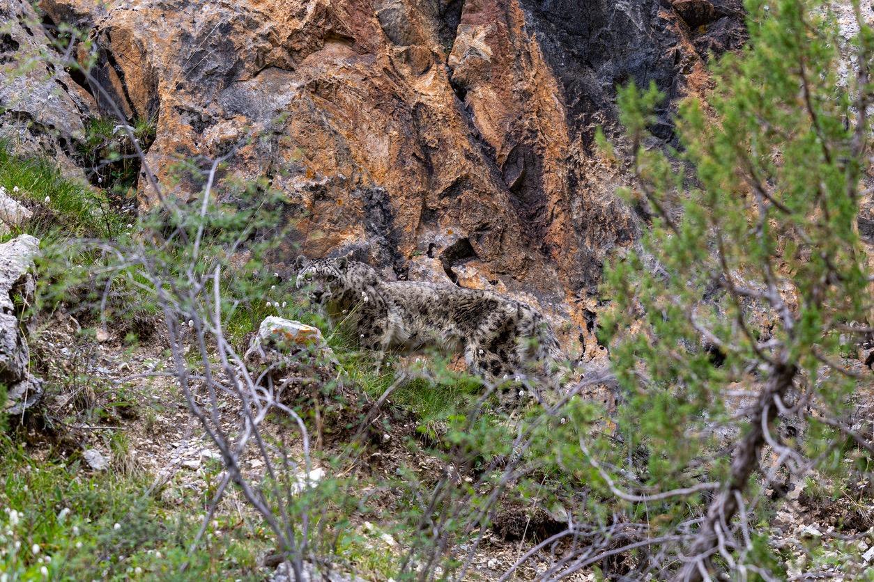 Snow Leopard Tales