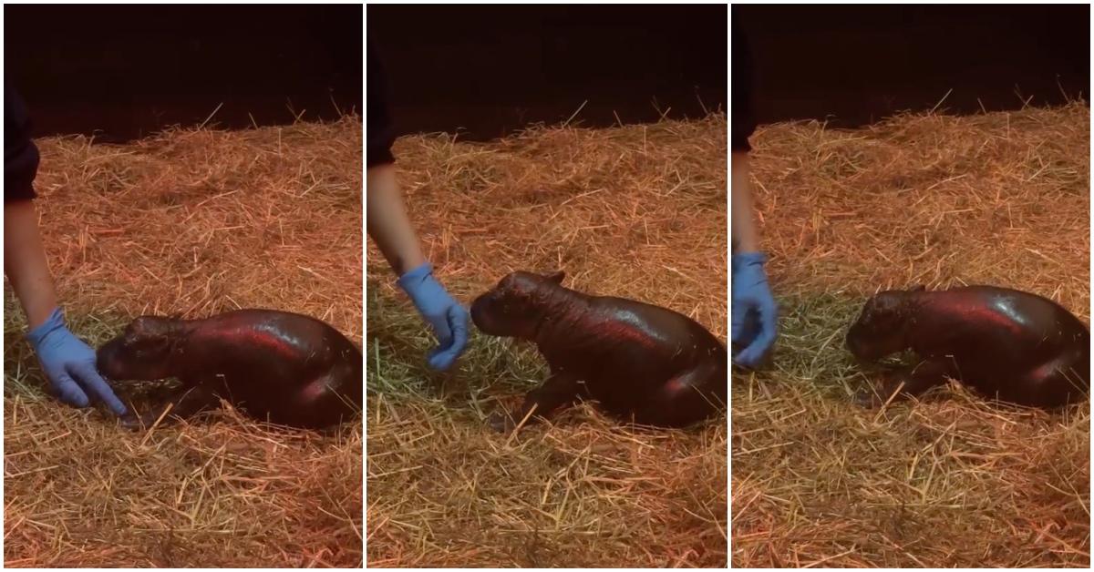 Haggis the pygmy hippo welcomed at the Edinburgh Zoo. 