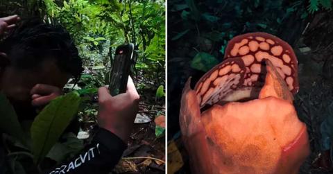A biologist starts crying after finding the rare flower he had been searching for the past 13 years (Cover Image Source: Instagram | @oxford_uni)