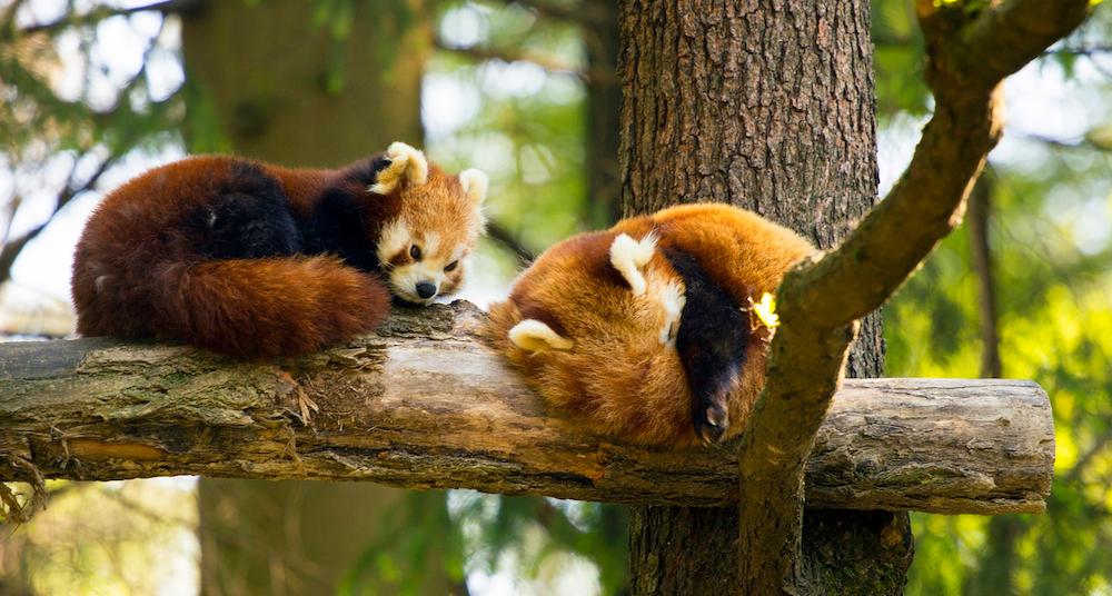 Are Red Pandas Dangerous? A Look at Their Behavior