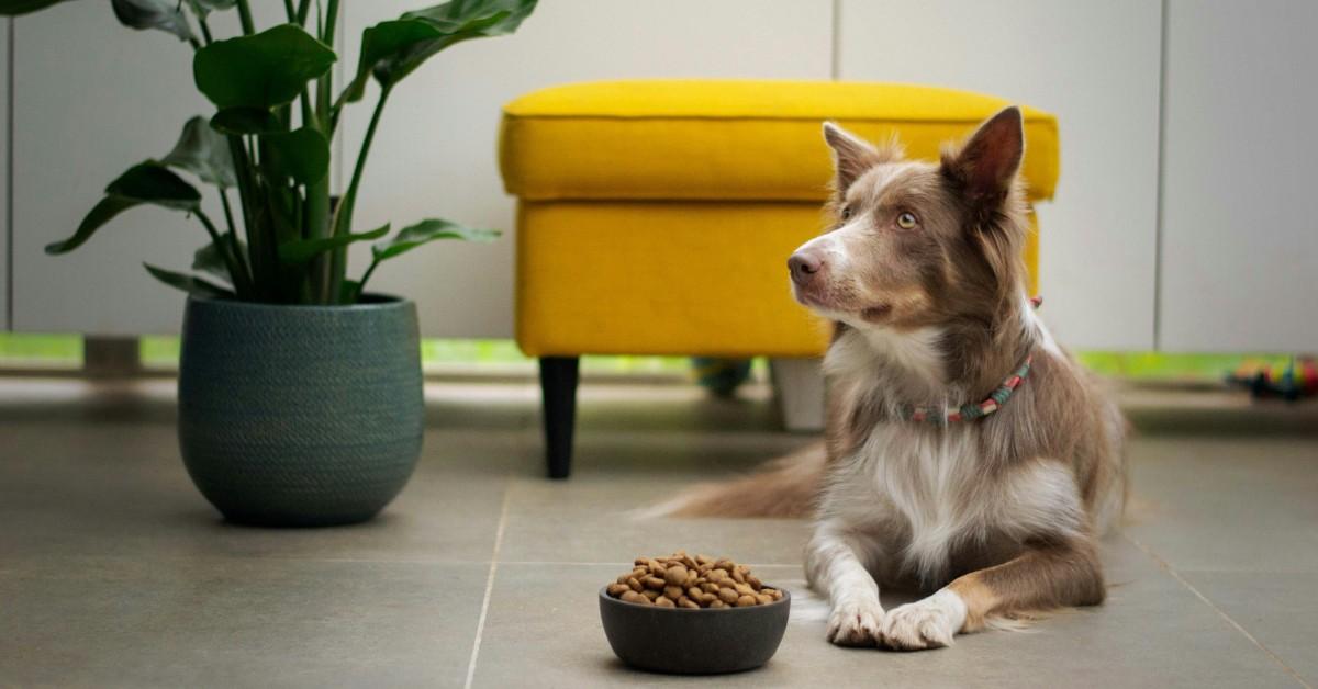 A dog sits next to his bowl