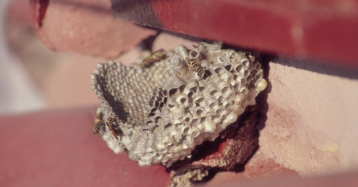 A wasp nest. 