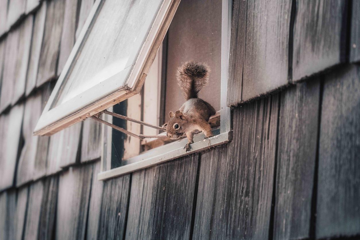 A squirrel prepares to jump out of an open window in an attic of a home.