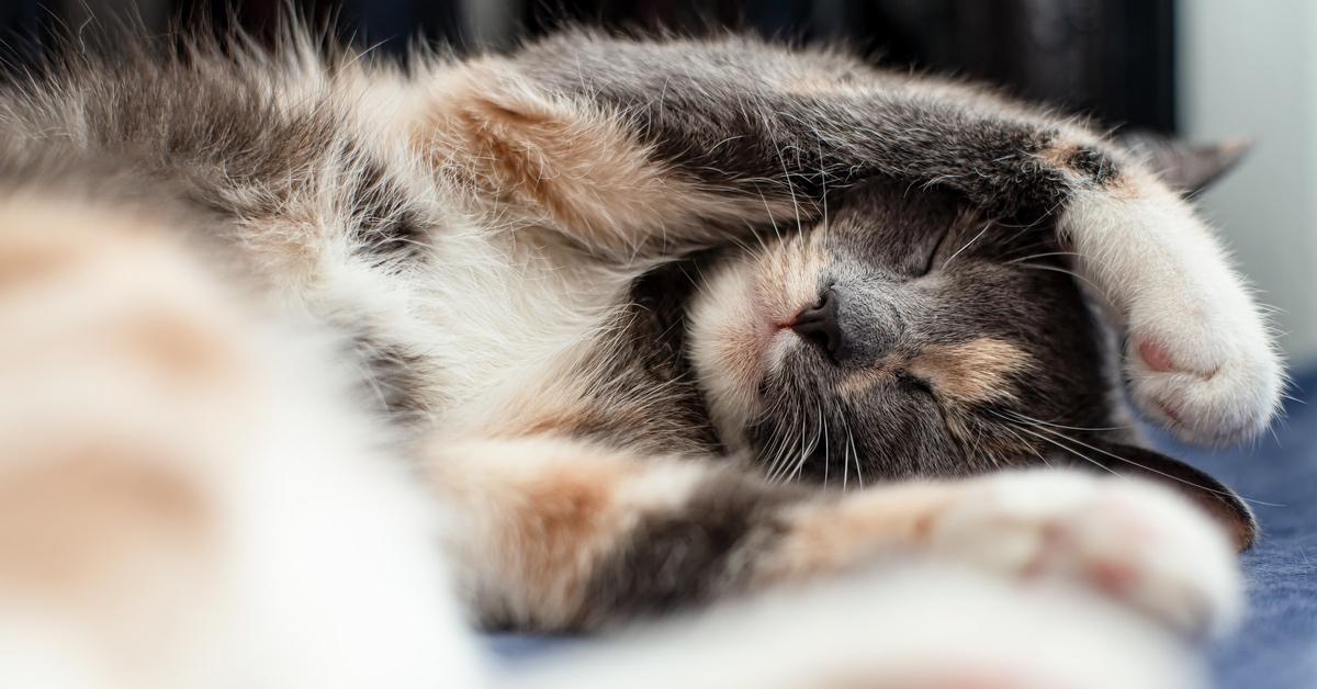 Calico cat sleeping on a navy blue blanket with their paws over their face and head. 