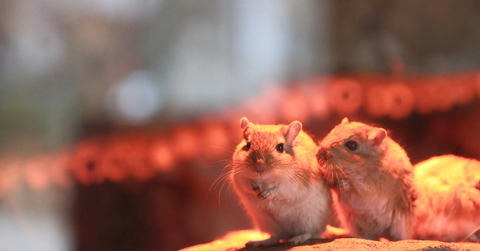 Two mice sit next to one another