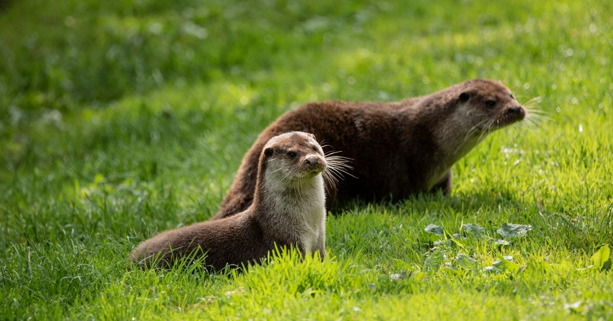 Two otters in a grassy field. 