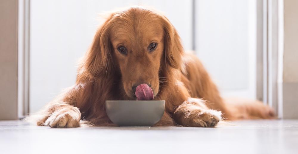 A Golden Retriever eating from a bowl.