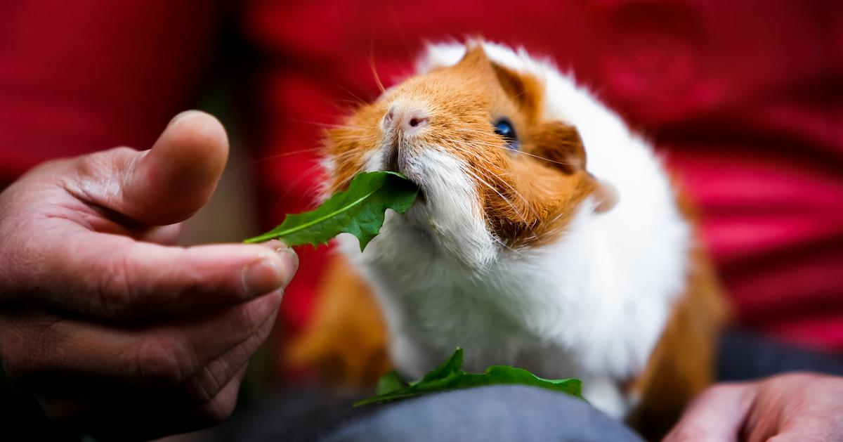 What leaves can clearance guinea pigs eat