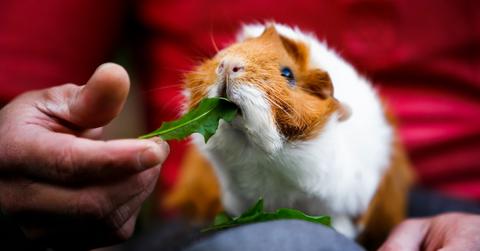 Guinea pig sitting on a human's lap, eating a leaf from the person's hand