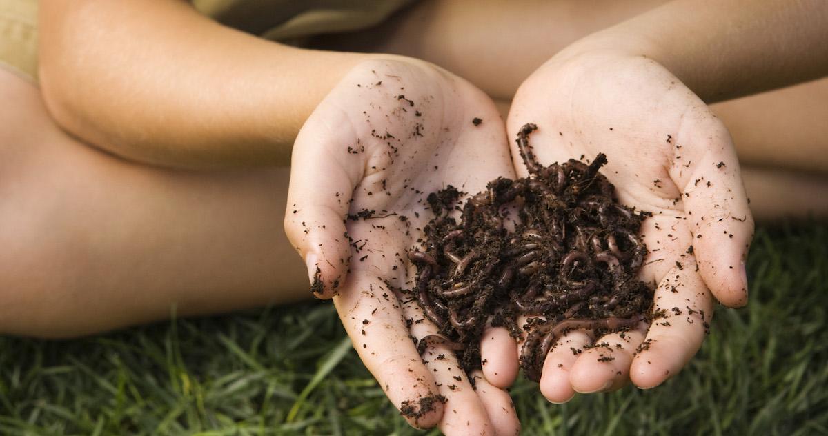 Worms in garden soil