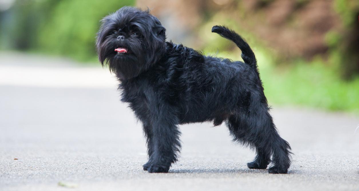 A black Affenpinscher standing in a paved path. 