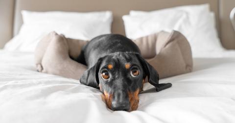 A dachshund on a dog bed that's on a bed.