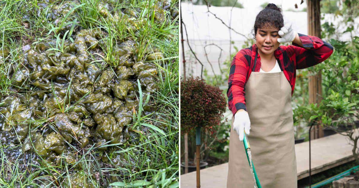 (L) A gross green jelly, 3.5 billion years old, spread on grass. (Cover Image Source: Reddit | u/Iwontturnitdown) | (R) Woman disgusted by gross item on her lawn. (Representative Cover Image Source: Getty Images | Chanuth)