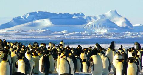 Photo of penguins in front of Antartica mountains. (Representative Cover Image Source: Pexels | Pixabay)