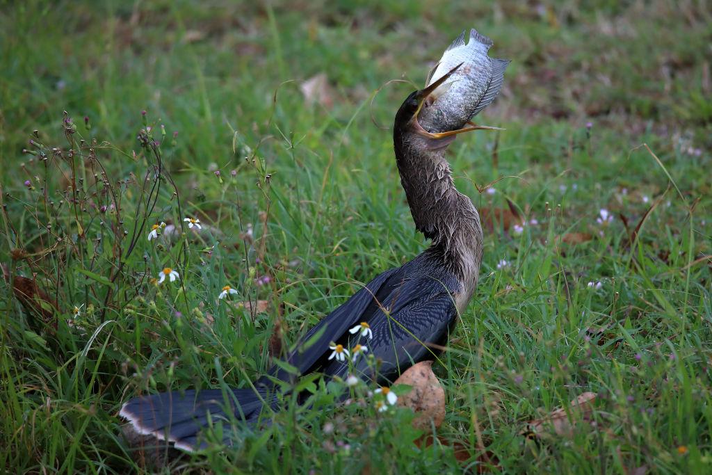 Why Is Animal Conservation Important? It's a Seriously Important Matter