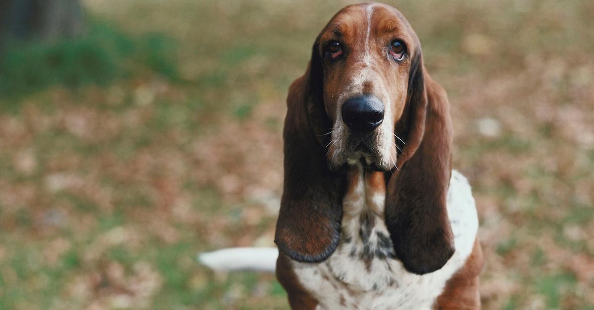 Is barley clearance safe for dogs