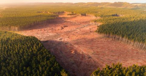 deforestation pandemics